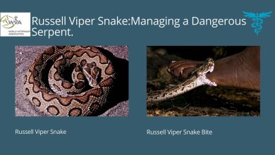 Russell Viper