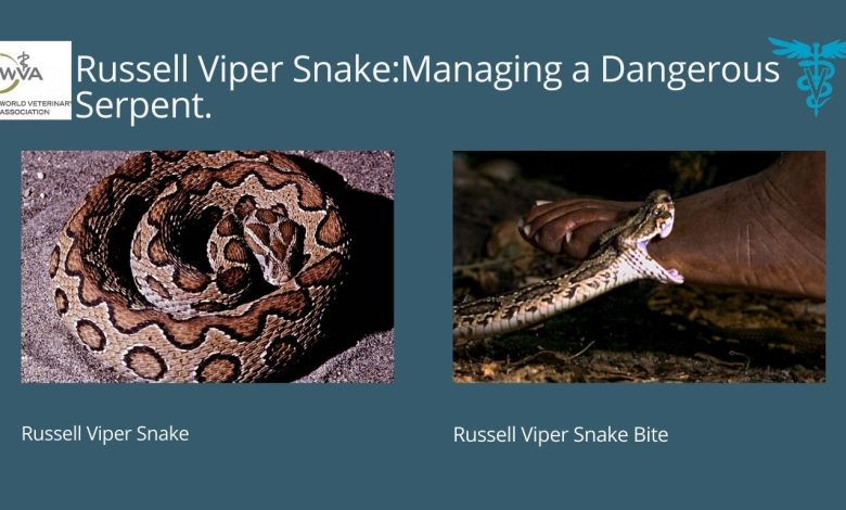 Russell Viper