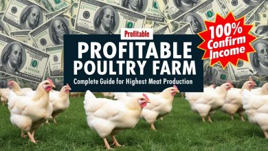 Poultry Farm
