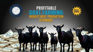 Goat Farming