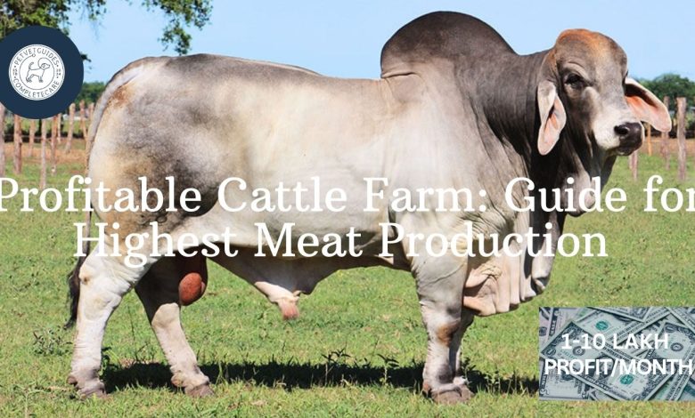 Cattle Farm